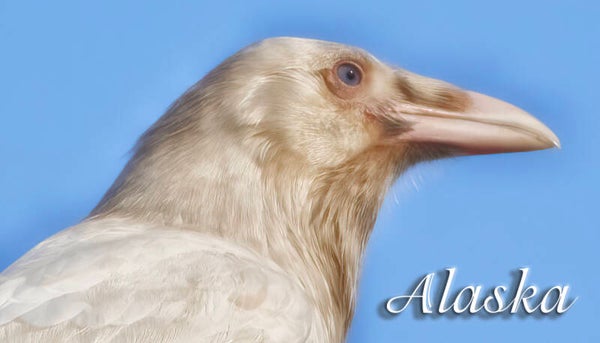 Unicorn Raven with Text