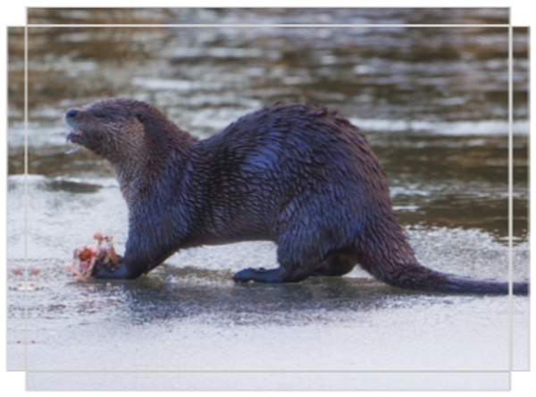 River Otter