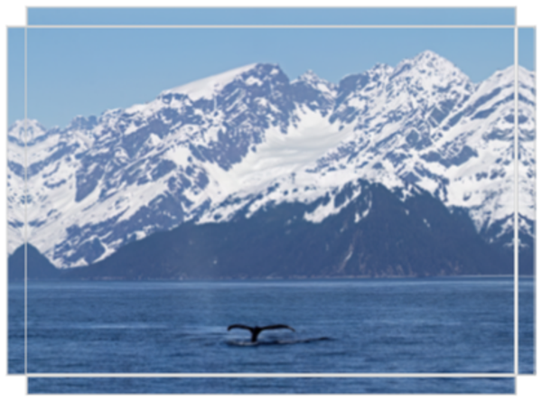 Seward Whale Tail