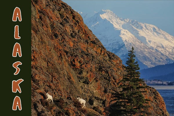 Wildlife Sightings Along Turnagain Arm