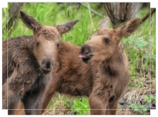 Sibling Rivalry at its Cutest