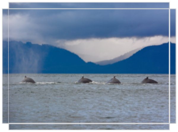 Synchronized Swimmers