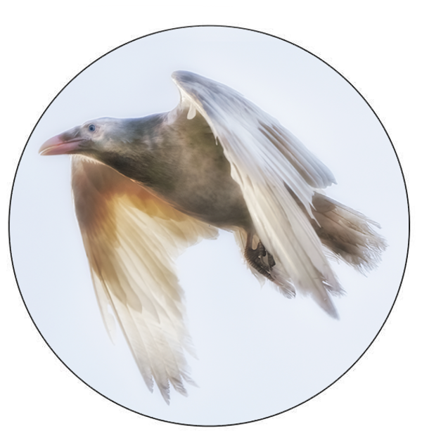 Raven in Flight