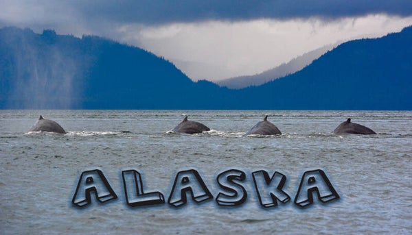 Synchronized Swimmers