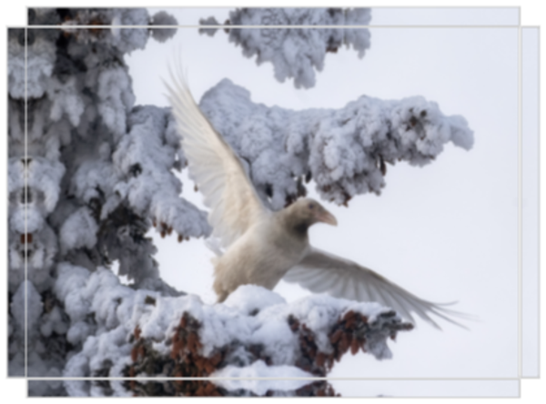 Whites of Winter