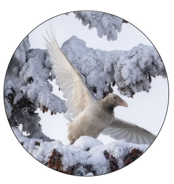 Whites of Winter