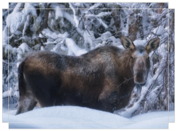Winter Moose
