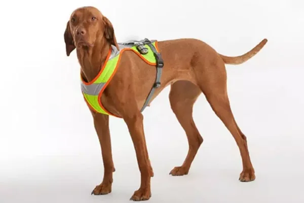 REINEKE Profi-Nachsuche-Arbeitsgeschirr Leuchtfarben