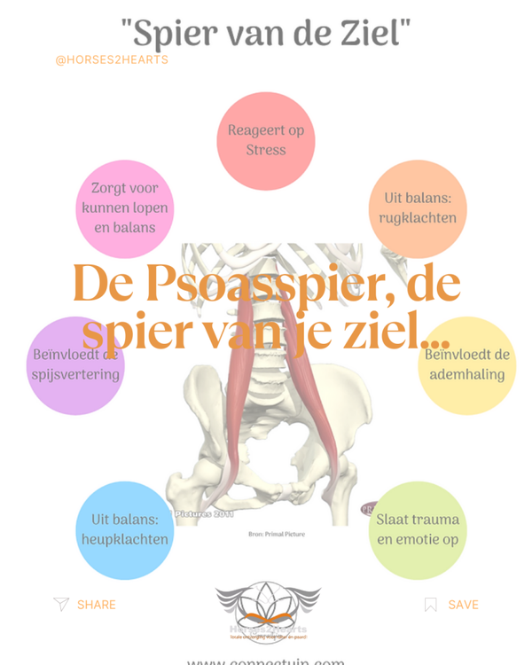 E-book: psoas spier, de spier van je ziel