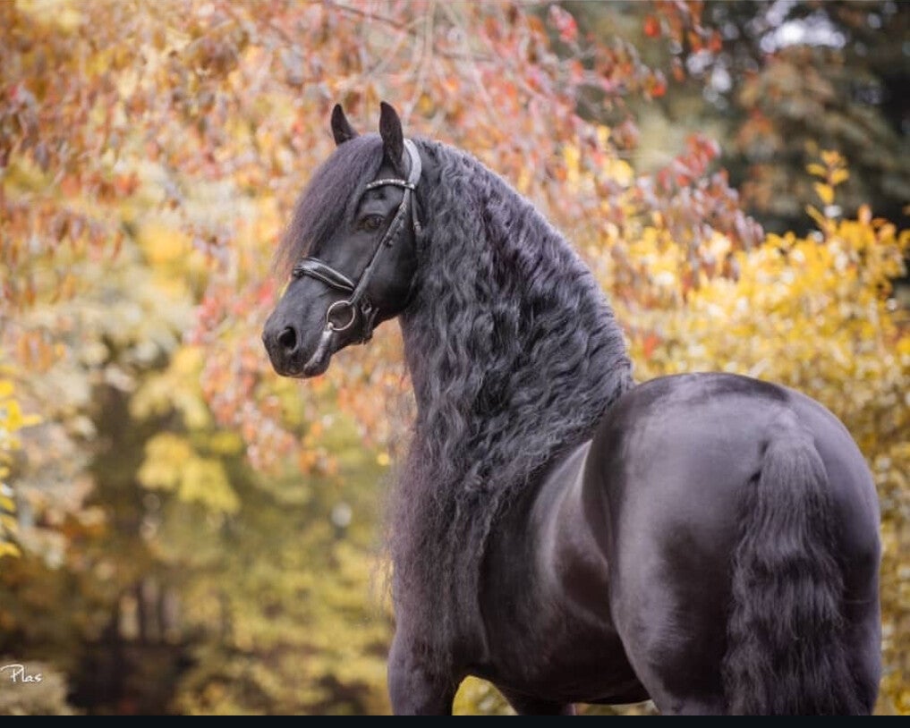 Dressuurles H2H paard
