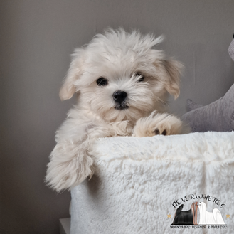 Maltese, maschio, femmina, cuccioli, cucciola, Maltese toy, Maltese mini, cani di piccola taglia, Maltese coreano, cuccioli toy, cucciolo toy, cucciola toy, cani mini, cane, Bassano, Bassano del Grappa, Vicenza, Neverwhere's, cucciolo