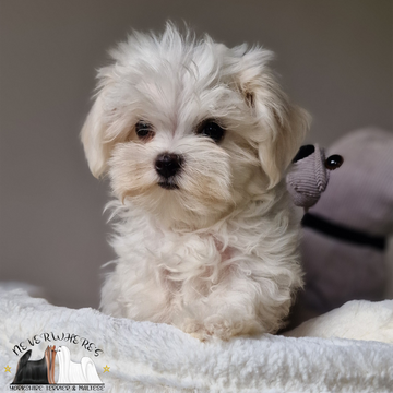 Maltese, maschio, femmina, cuccioli, cucciola, Maltese toy, Maltese mini, cani di piccola taglia, Maltese coreano, cuccioli toy, cucciolo toy, cucciola toy, cani mini, cane, Bassano, Bassano del Grappa, Vicenza, Neverwhere's, cucciolo