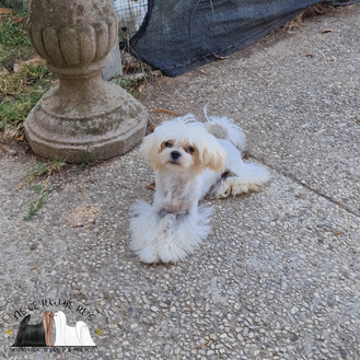 Maltese, maschio, femmina, cuccioli, cucciola, Maltese toy, Maltese mini, cani di piccola taglia, Maltese coreano, cuccioli toy, cucciolo toy, cucciola toy, cani mini, cane, Bassano, Bassano del Grappa, Vicenza, Neverwhere's, cucciolo