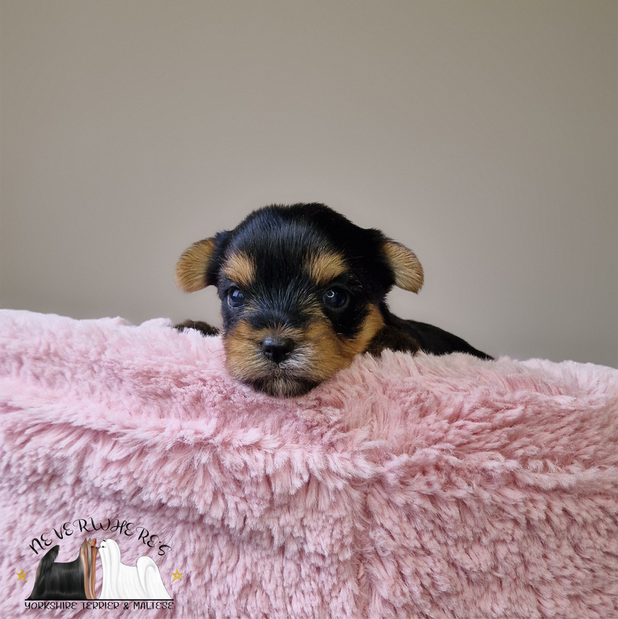 Yorkshire, Yorkshire Terrier, maschio, femmina, cuccioli, cucciola, Yorkie, Yorky, Yorkshire toy, Yorkie toy, Yorky toy, Yorkshire Terrier toy, Yorkshire mini, Yorkie mini, Yorky mini, Yorkshire Terrier mini, cuccioli toy, cucciola toy, cucciolo toy
