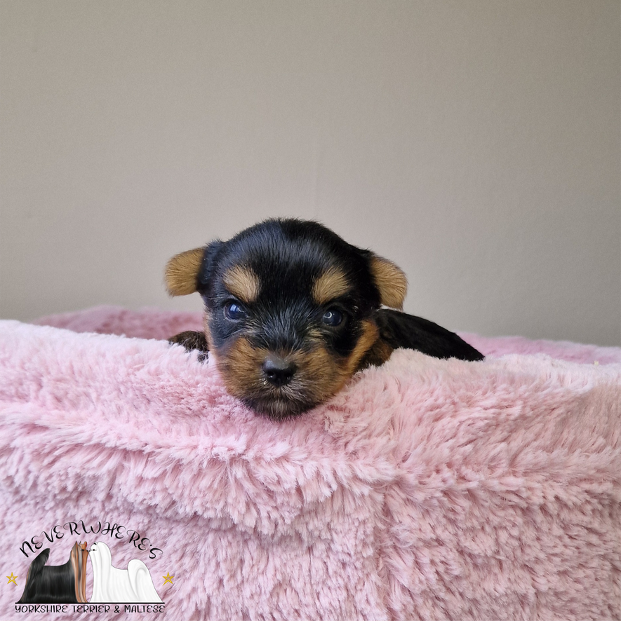 Yorkshire, Yorkshire Terrier, maschio, femmina, cuccioli, cucciola, Yorkie, Yorky, Yorkshire toy, Yorkie toy, Yorky toy, Yorkshire Terrier toy, Yorkshire mini, Yorkie mini, Yorky mini, Yorkshire Terrier mini, cuccioli toy, cucciola toy, cucciolo toy