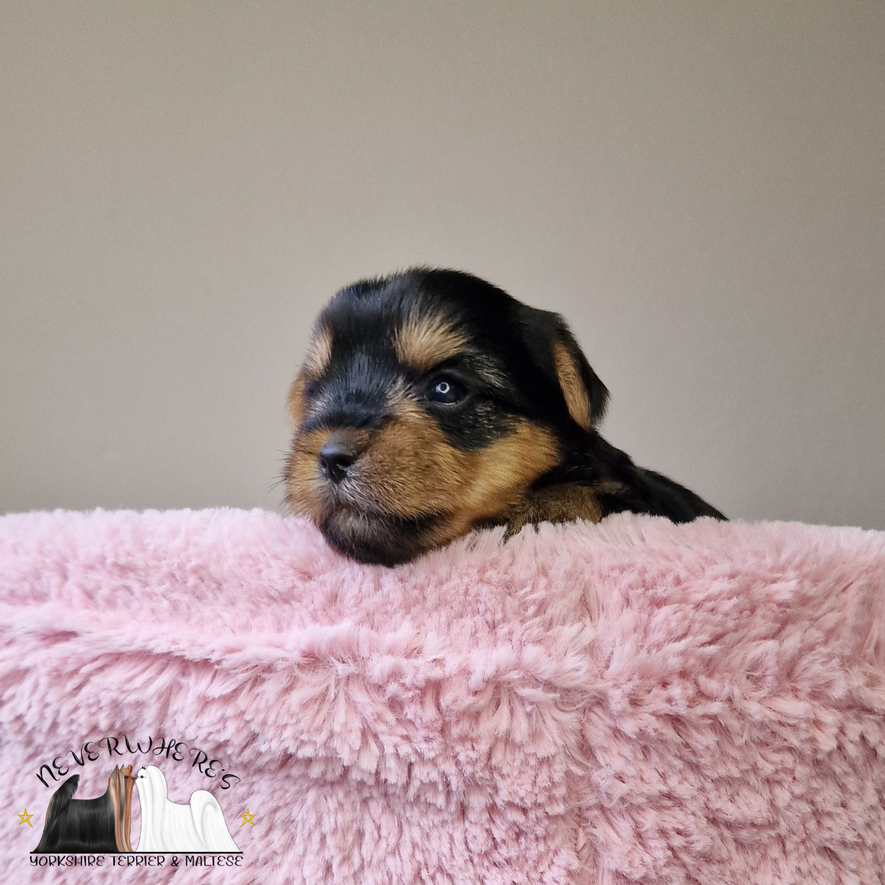 Yorkshire, Yorkshire Terrier, maschio, femmina, cuccioli, cucciola, Yorkie, Yorky, Yorkshire toy, Yorkie toy, Yorky toy, Yorkshire Terrier toy, Yorkshire mini, Yorkie mini, Yorky mini, Yorkshire Terrier mini, cuccioli toy, cucciola toy, cucciolo toy