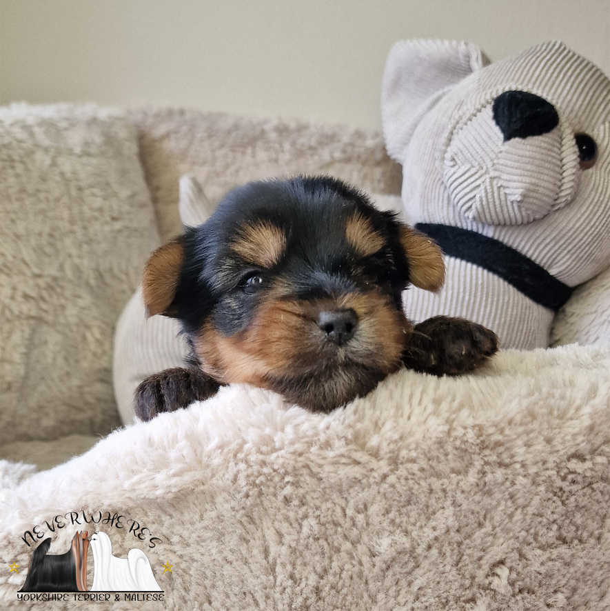 Yorkshire, Yorkshire Terrier, maschio, femmina, cuccioli, cucciola, Yorkie, Yorky, Yorkshire toy, Yorkie toy, Yorky toy, Yorkshire Terrier toy, Yorkshire mini, Yorkie mini, Yorky mini, Yorkshire Terrier mini, cuccioli toy, cucciola toy, cucciolo toy