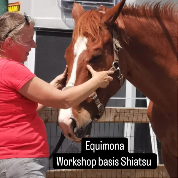 4 daagse paardenkamp voor volwassen van 29/5 tot 1/6 zonder overnachting
