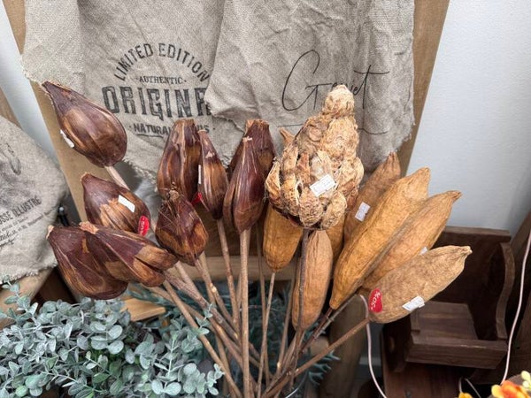 Gedroogde palmpeulen of kapok op stok ca 55 cm