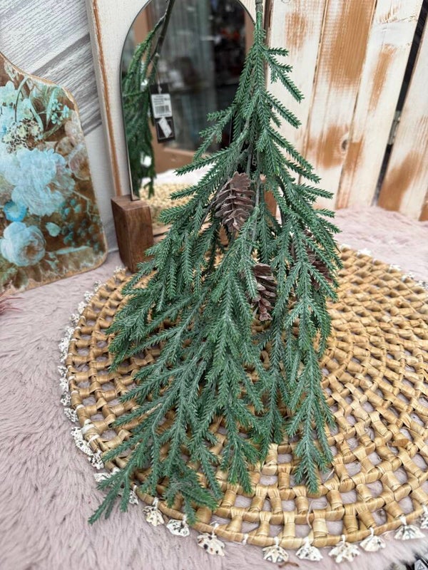 Pinus tak