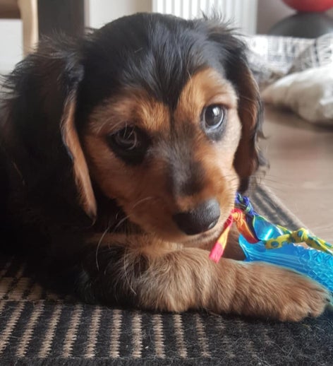 Chiot avec un jouet