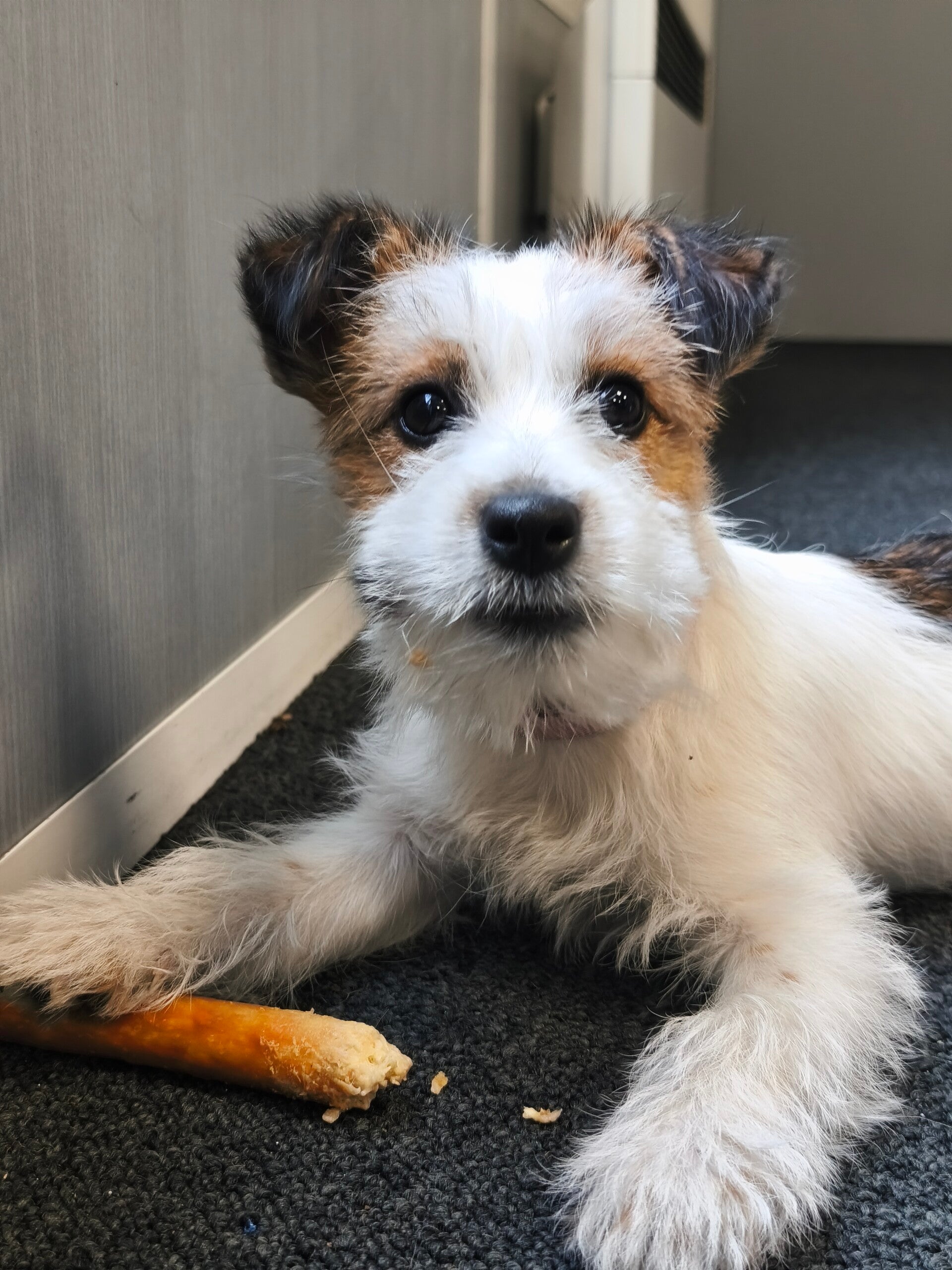 Chiot avec un jouet