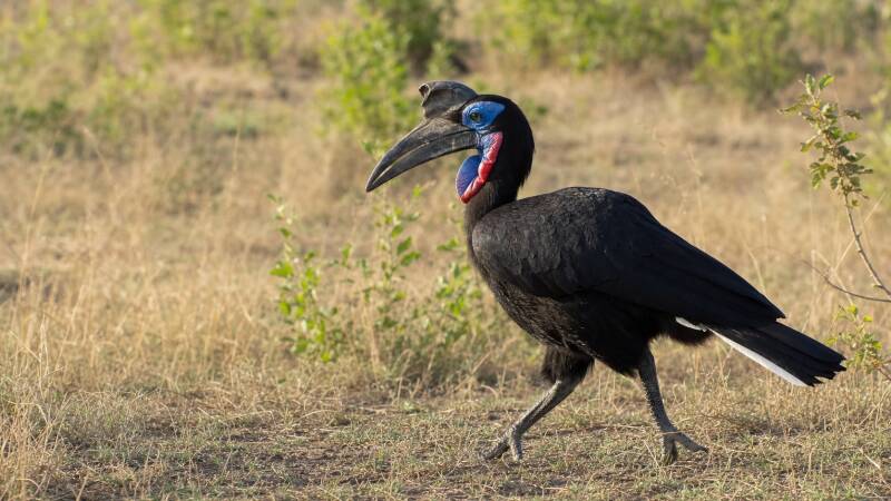 Abyssinian Ground Hornbill as bold as brass walking out in the open