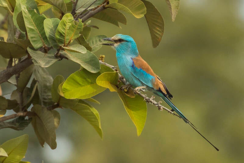  Abyssinian Roller perched in a tree in The Gambia