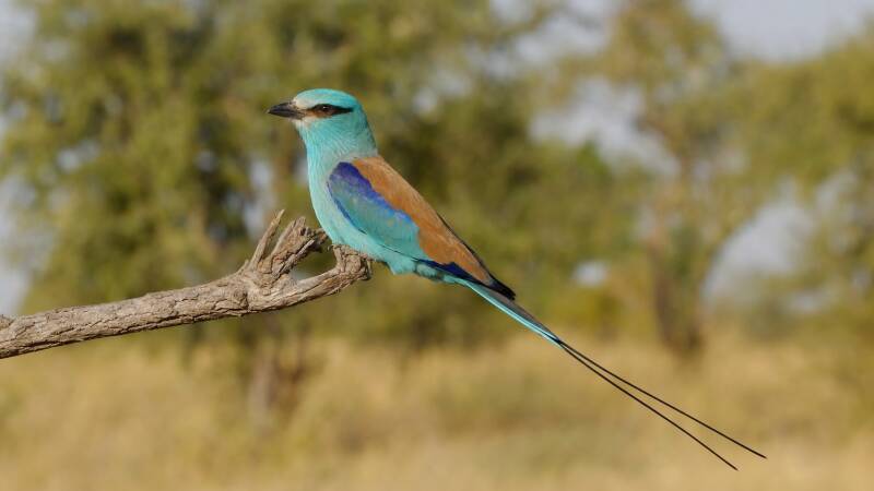 Abyssinian Roller more often seen in flight but shown here perched