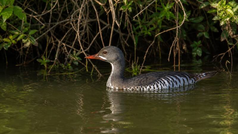 the elusive and secretive African Finfoot