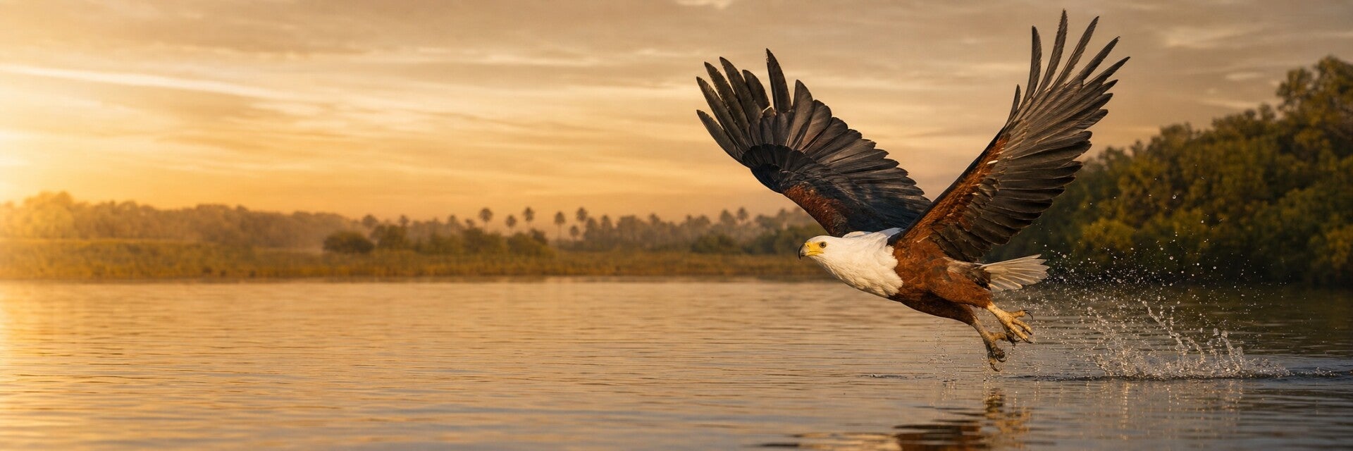 Adult African Fish Eagle showing its white head, chestnut body and black wings beside the River Gambia