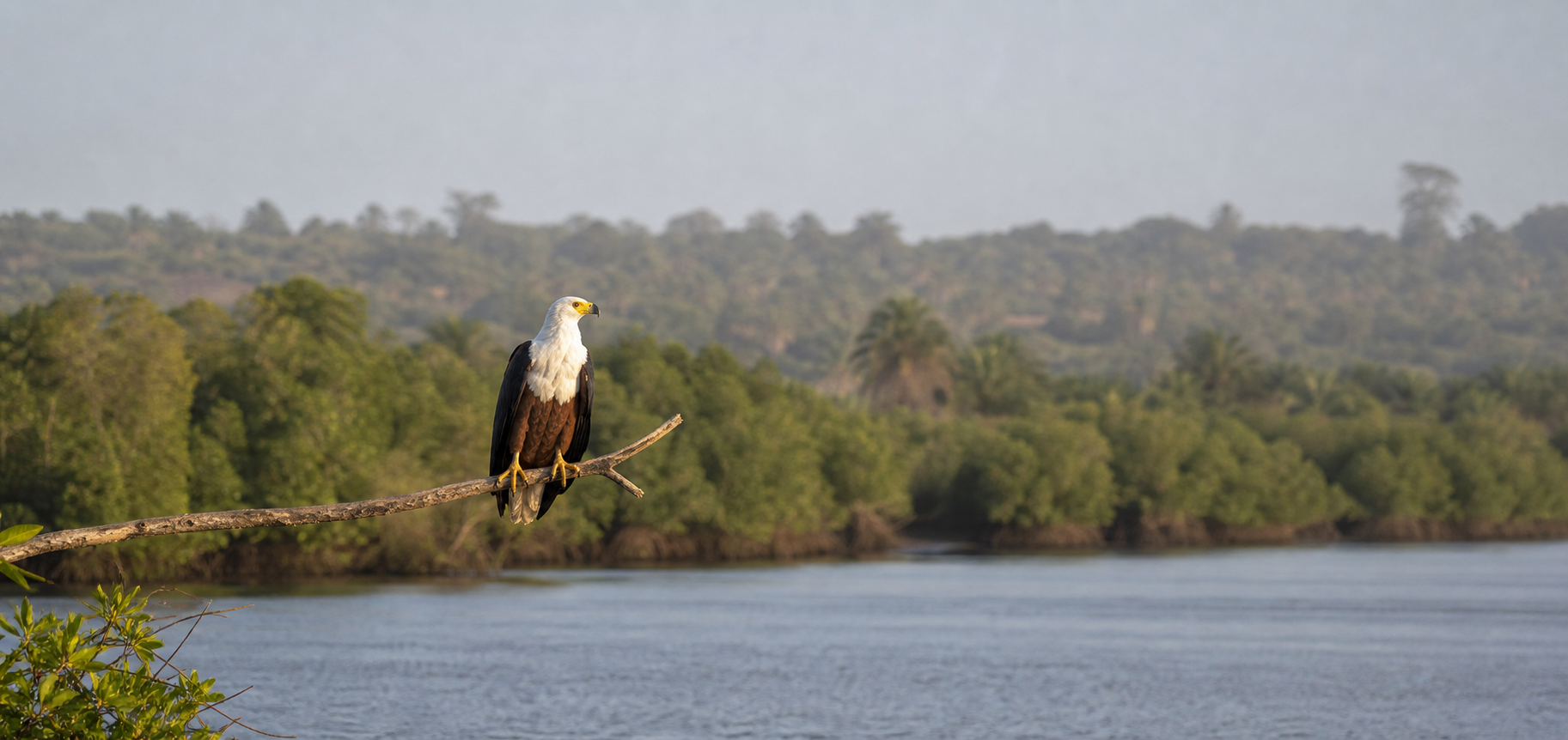 Adult African Fish Eagle showing its white head, chestnut body and black wings beside the River Gambia
