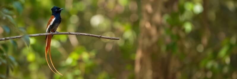 African Paradise Flycatcher in The Gambia
