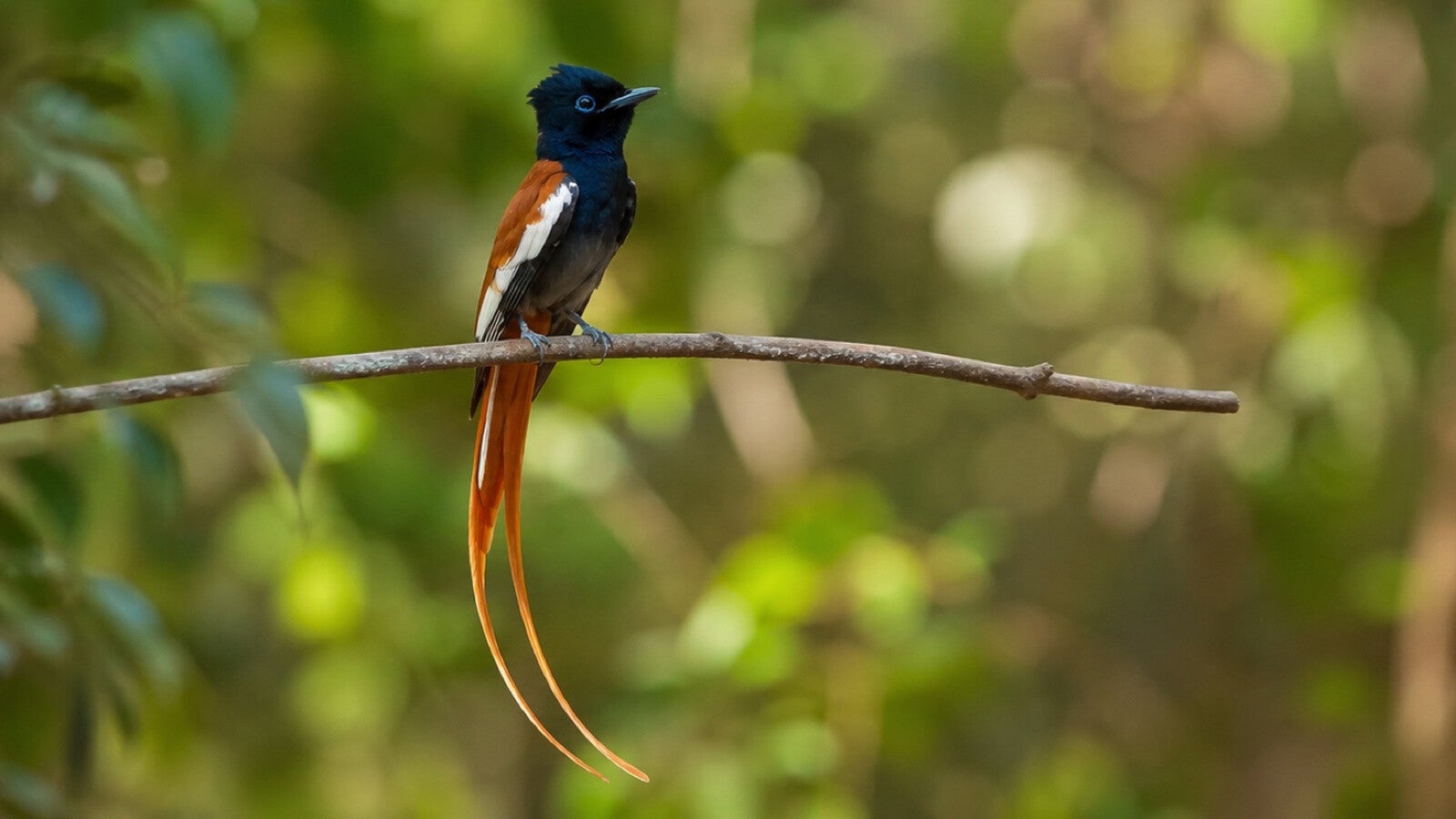 African Paradise Flycatcher a flamboyantly coloured flycatcher with long tail streamers on this male