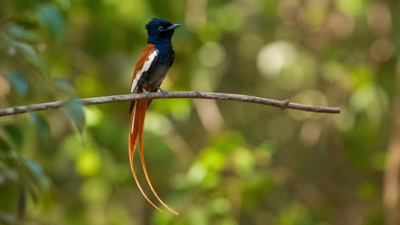 African Paradise Flycatcher a flamboyantly coloured flycatcher with long tail streamers on this male