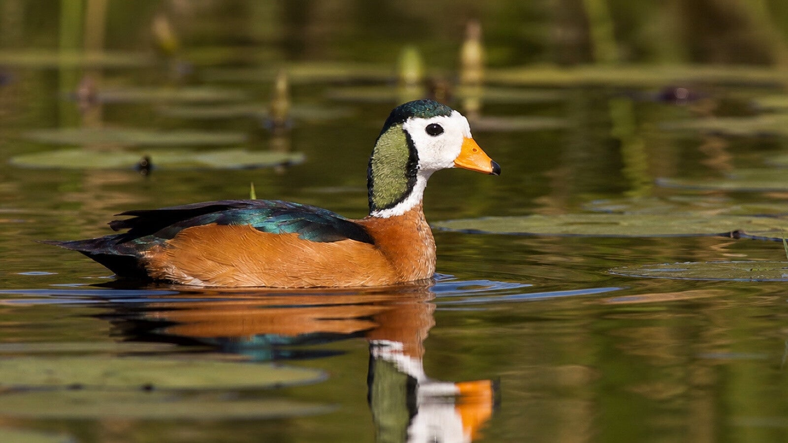 African Pygmy Goose a stunning tiny goose pictured on open water