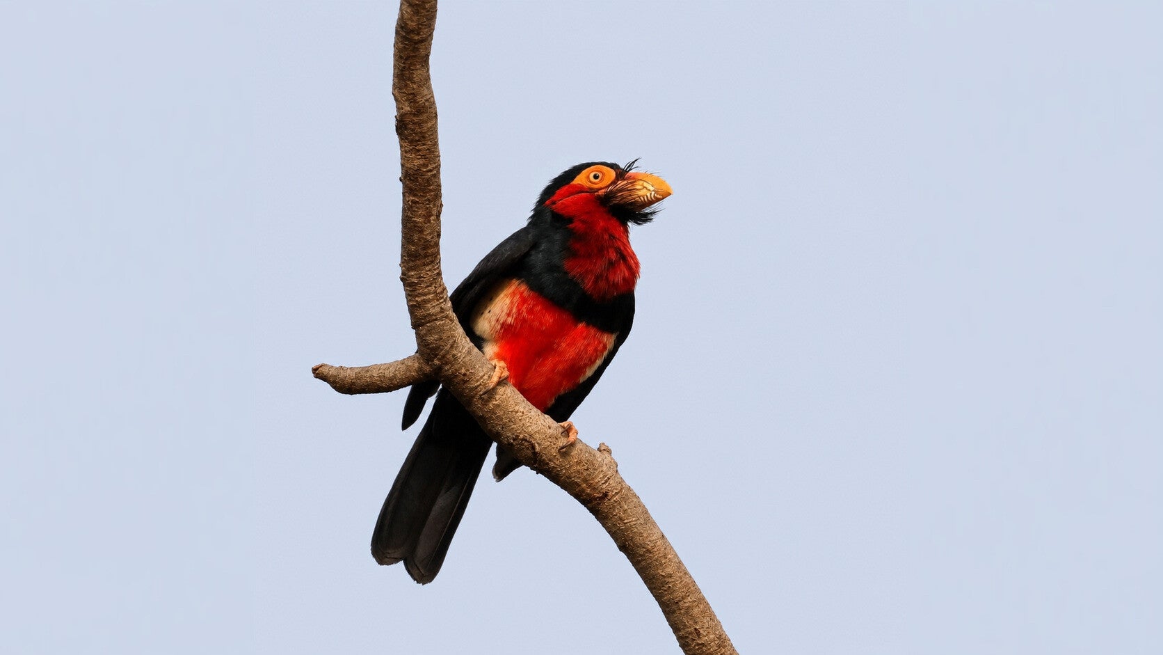 Bearded Barbet perched ready to feed