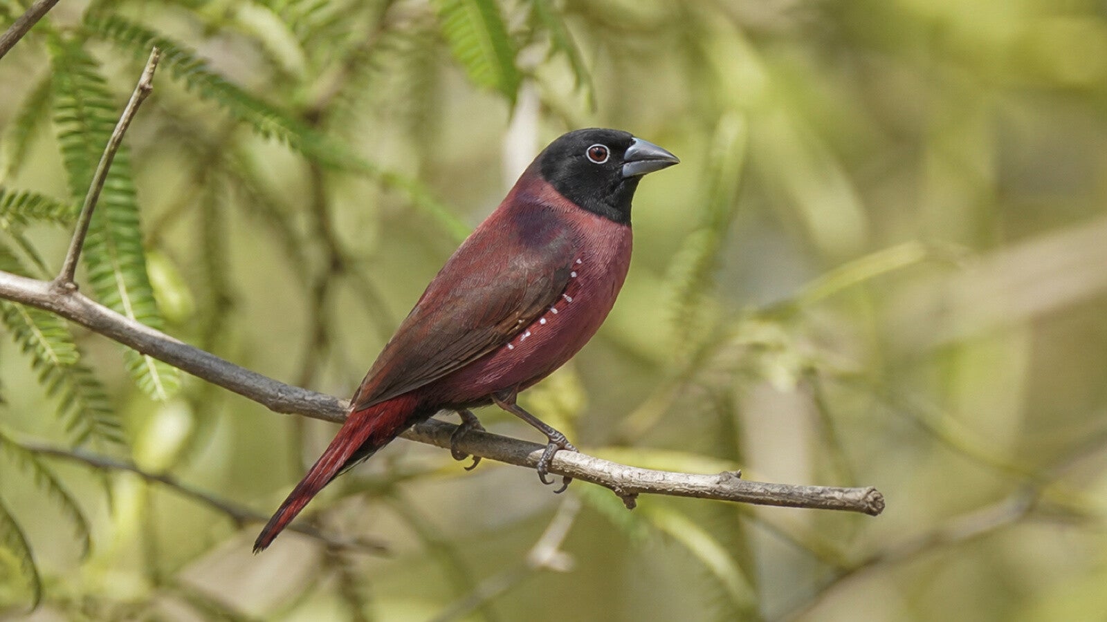 Black-faced Firefinch a small subtally coloured finch