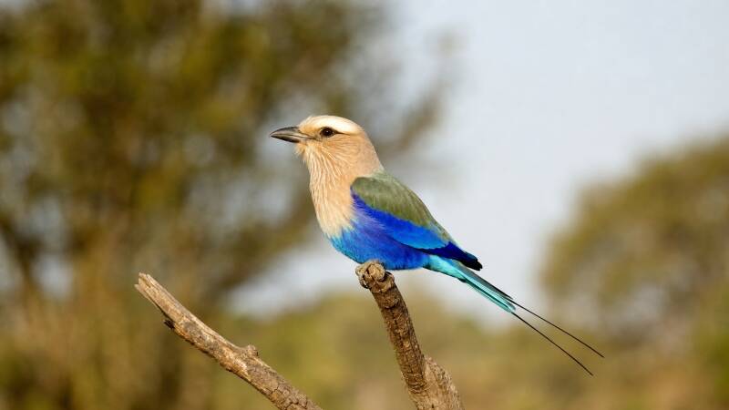 Blue-bellied Roller sitting on its favourite perch keeping an eye out for its next meal