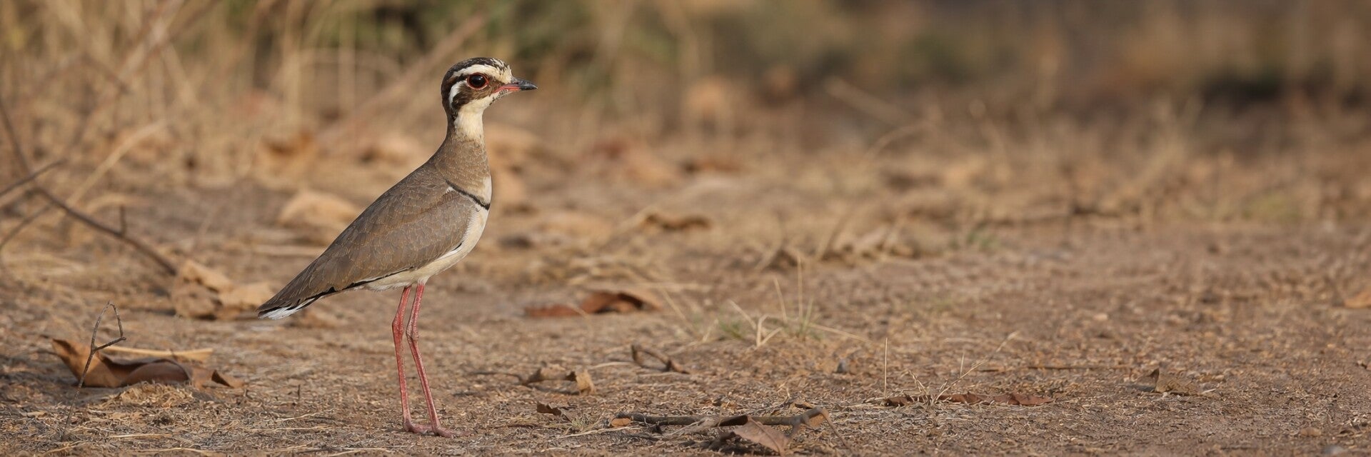 Bronze-winged Courser | West African Birding