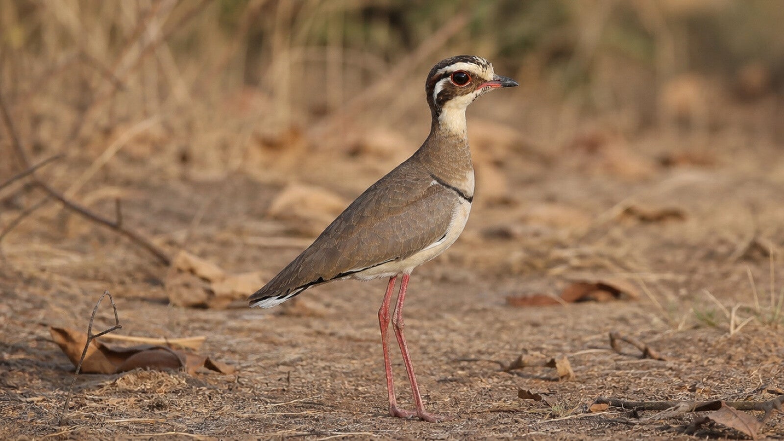 Bronze-winged Courser a super bird to see, this one on the ground near vegitation that its colouration resembles