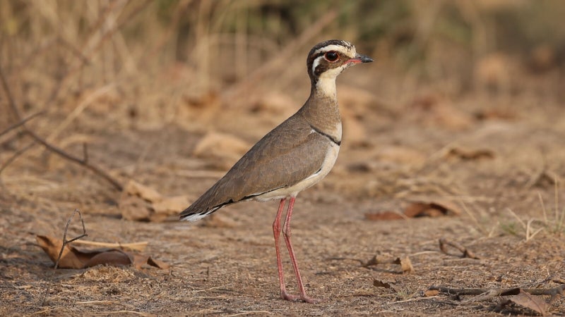 Bronze-winged Courser standing beside vegetation that complements its camouflaged plumage
