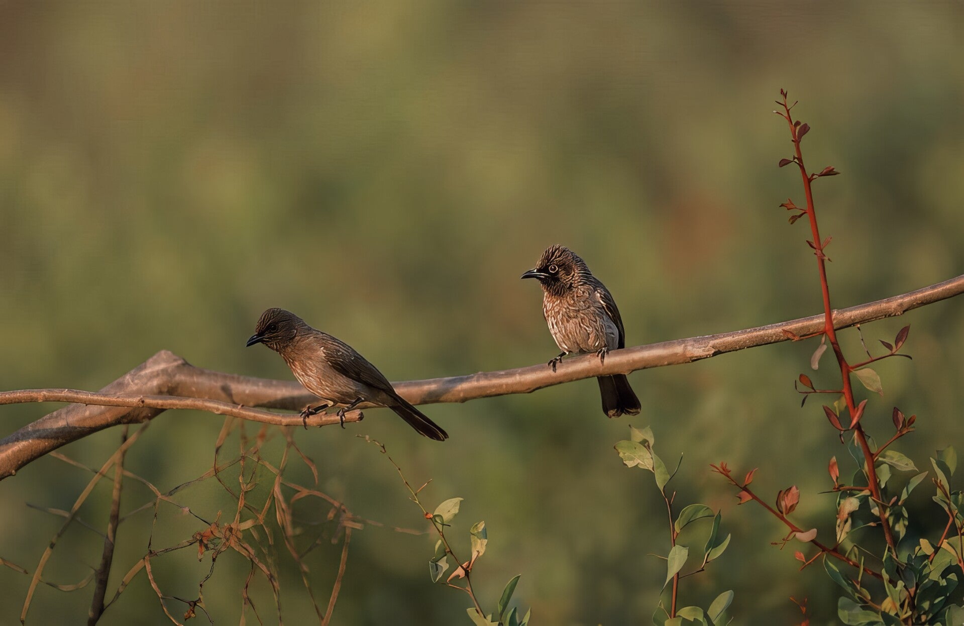 Common Bulbul in The Gambia