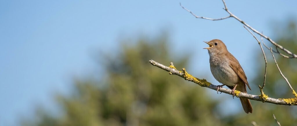 Common Nightingale in The Gambia