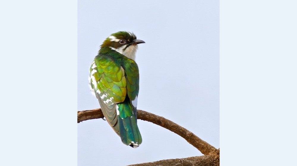 Diederik Cuckoo