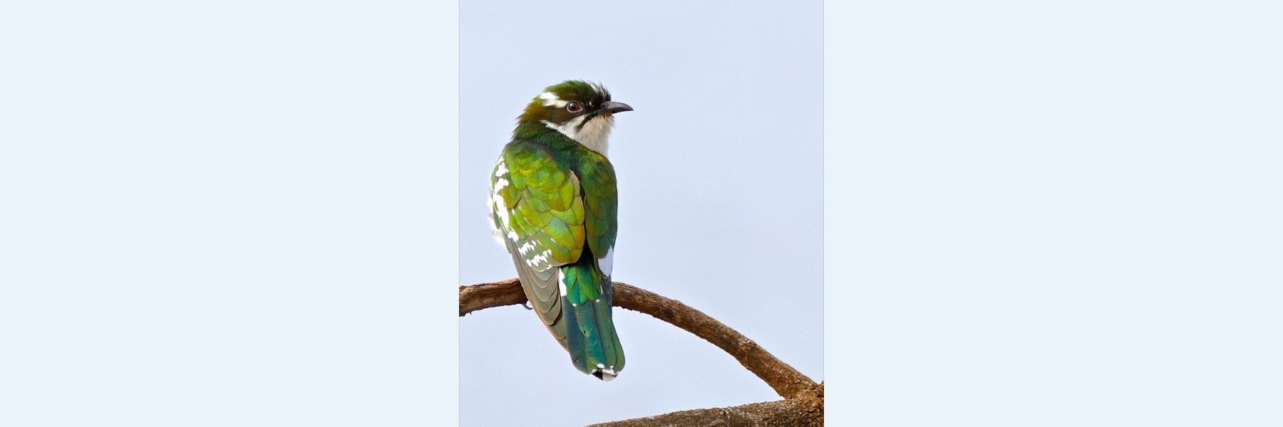 Adult male Diederik Cuckoo perched on a natural branch