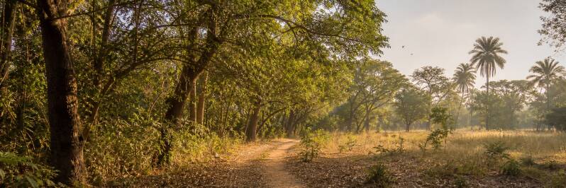 Dry coastal woodland and birdwatching trail at Brufut Woods, The Gambia.”