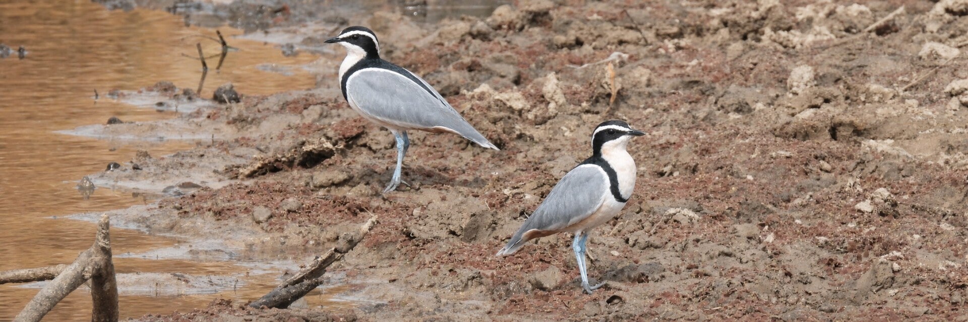 Photo showing 2 Egyptian Plovers on a river bank