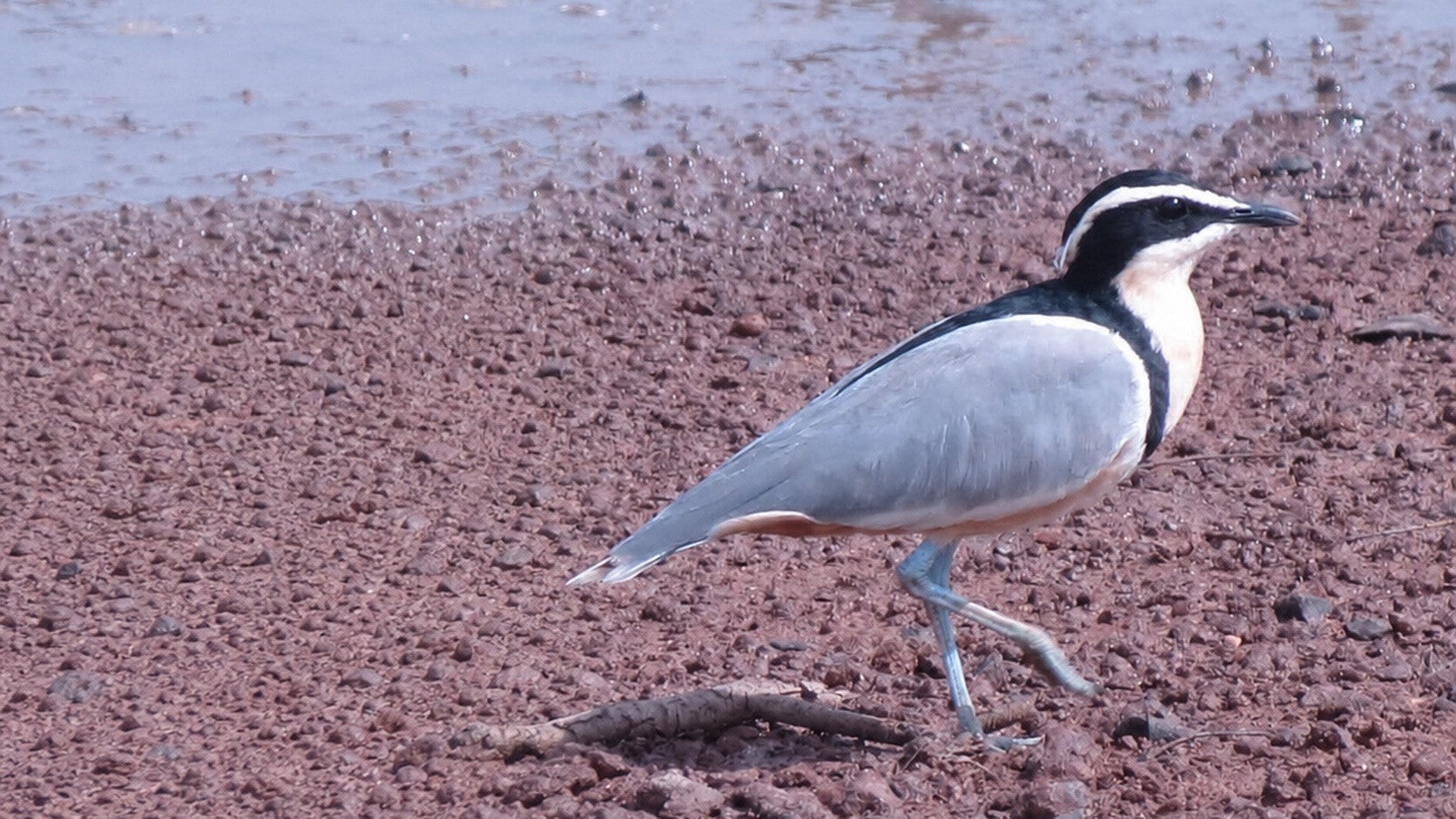 Adult Egyptian Plover on the edge of waterway