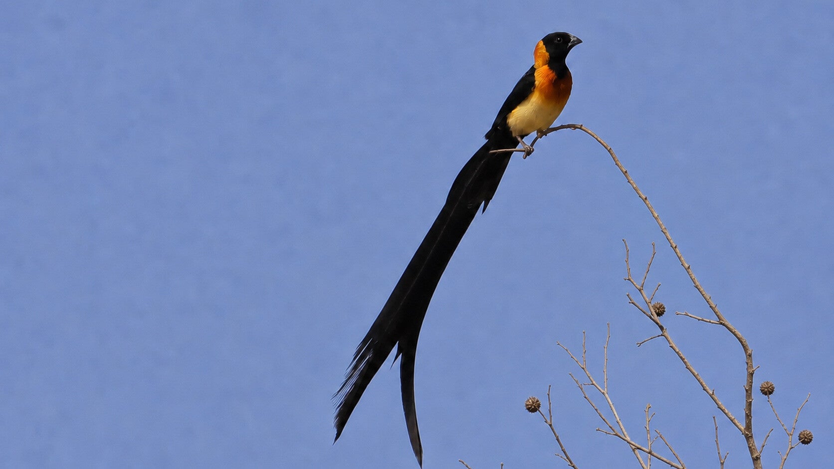 Exclamatory Paradise Whydah a super flamboyant bird in its breading plumage